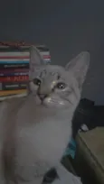 Astrid