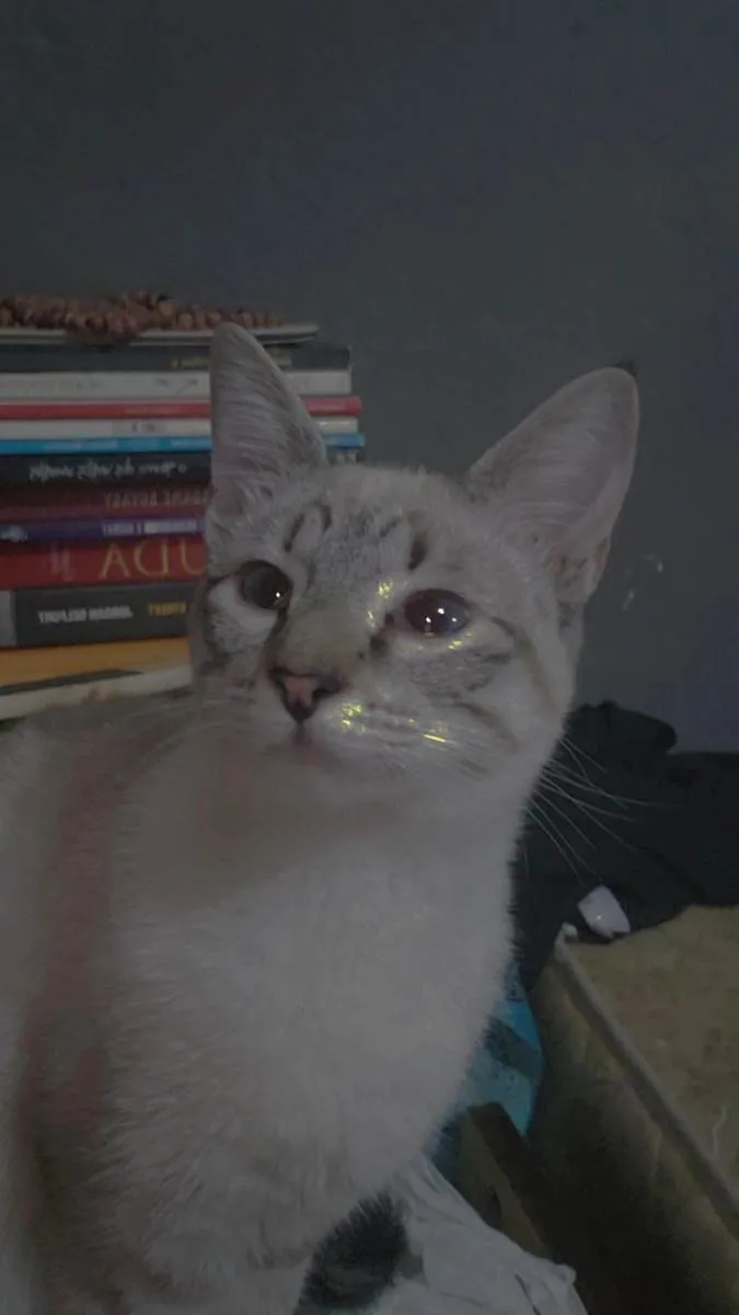 Gato raça Siamês  idade 7 a 11 meses nome Astrid