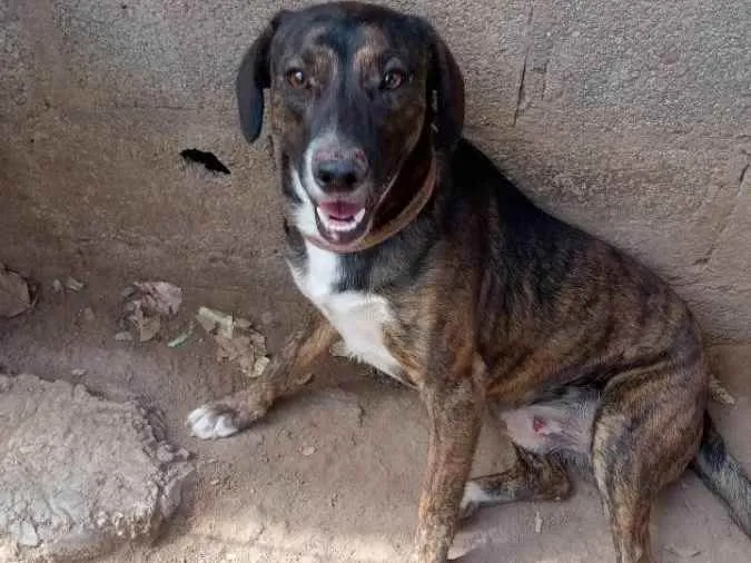 Cachorro ra a Mistura de Fila Brasileiro  idade 7 a 11 meses nome Maylon 