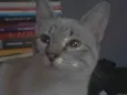 Astrid