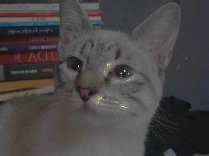 Gato raça Siamês  idade 7 a 11 meses nome Astrid
