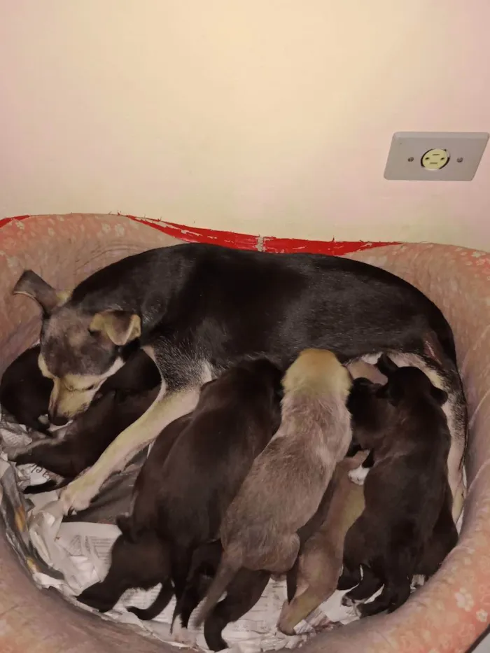 Cachorro raça vira lata idade  nome fihotes sem nome