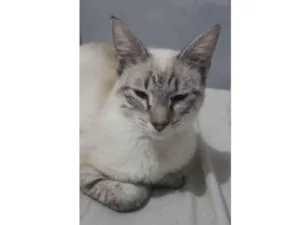 Gato raça Siamês  idade 7 a 11 meses nome Astrid