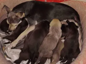 Cachorro raça vira lata idade  nome fihotes sem nome