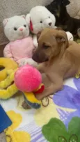 Cachorro raça SRD  idade 2 a 6 meses nome Sem Nome