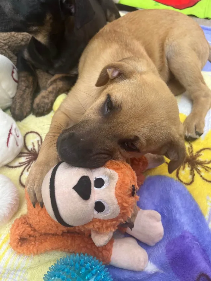 Cachorro raça SRD  idade 2 a 6 meses nome Sem Nome