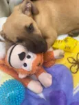 Cachorro raça SRD  idade 2 a 6 meses nome Sem Nome