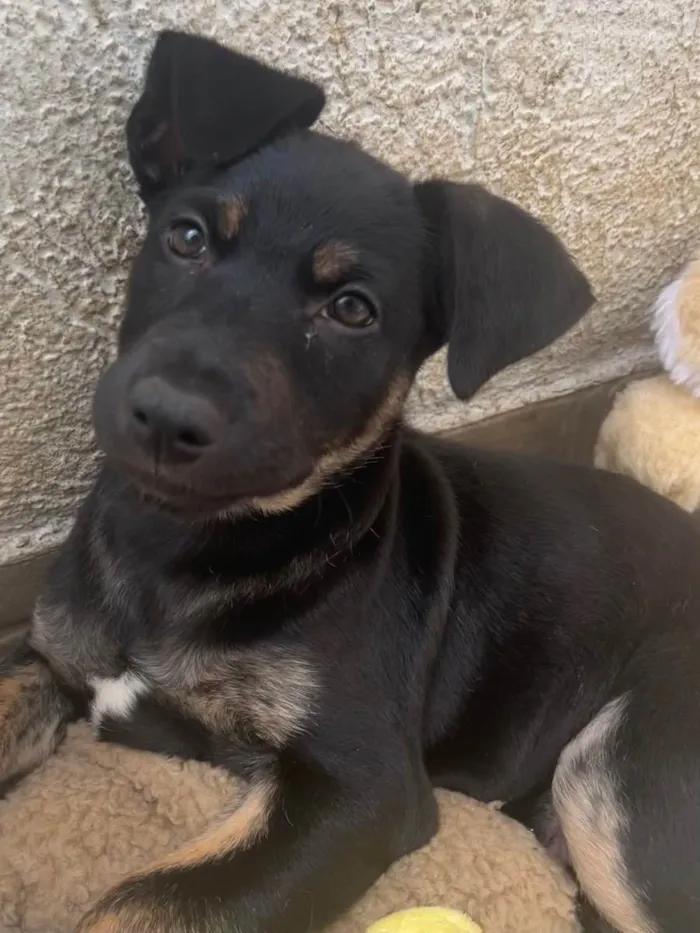 Cachorro raça SRD  idade 2 a 6 meses nome Sem Nome
