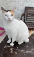 DÁLIA
