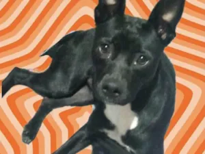 Cachorro raça Srd idade 7 a 11 meses nome Alina bb10meses 