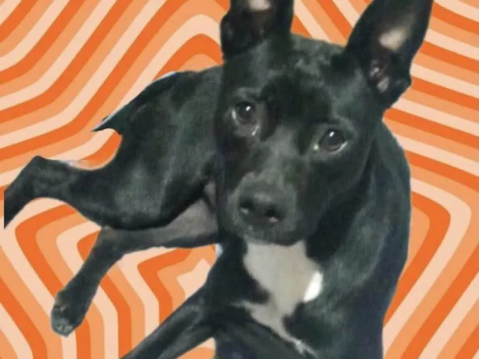 Cachorro raça Srd idade 7 a 11 meses nome Alina bb10meses 