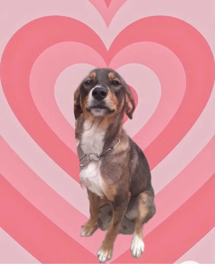 Cachorro raça Srd idade 7 a 11 meses nome Carly bb9meses 