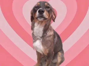 Cachorro raça Srd idade 7 a 11 meses nome Carly bb9meses 