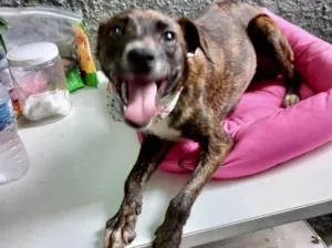 Cachorro raça Pinscher com srd  idade 7 a 11 meses nome Molly porte P Linda 