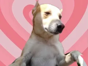 Cachorro raça Srd idade 1 ano nome Trovão 
