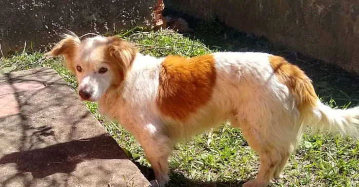 Cachorro ra a sem raça definida idade 6 ou mais anos nome sem nome