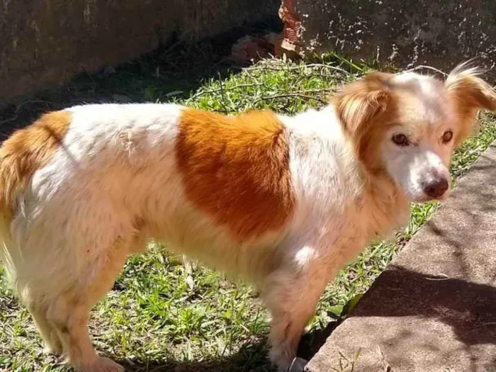 Cachorro ra a sem raça definida idade 6 ou mais anos nome sem nome