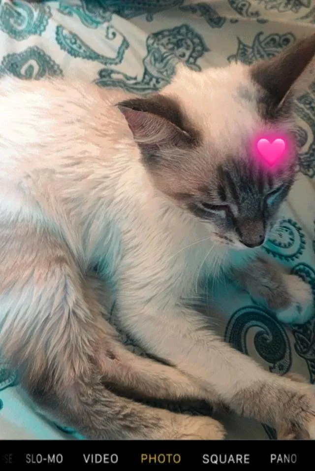 Gato raça não sei idade 2 a 6 meses nome não tem nome 
