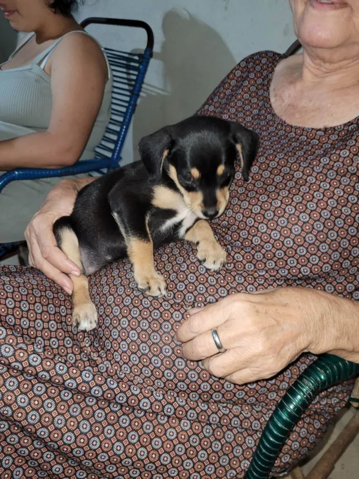 Cachorro ra a Pintcher com Dachshund idade Abaixo de 2 meses nome Luna