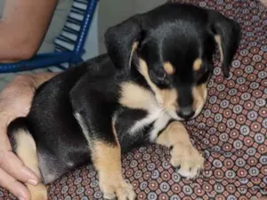 Cachorro raça Pintcher com Dachshund idade Abaixo de 2 meses nome Luna