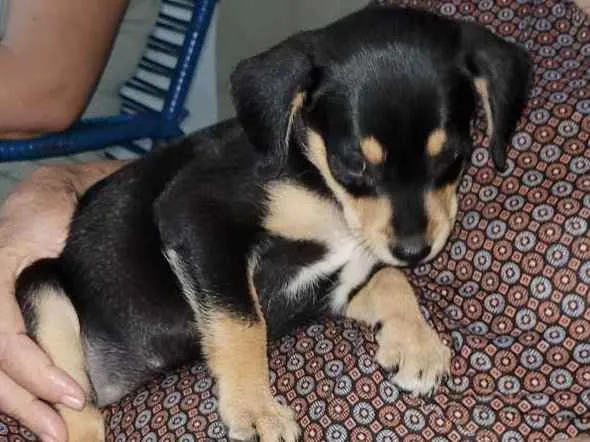 Cachorro ra a Pintcher com Dachshund idade Abaixo de 2 meses nome Luna