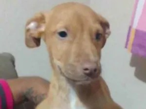Cachorro raça SRD idade 2 a 6 meses nome Snoop