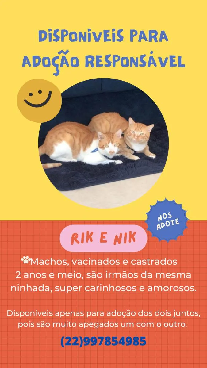 Gato ra a SRD idade 2 anos nome Rik e Nik