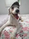 Toy