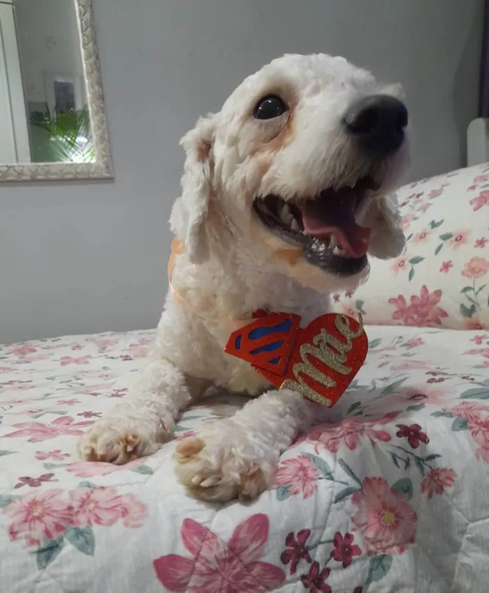Cachorro ra a Poodle idade 2 anos nome Toy