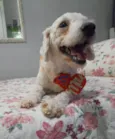 Toy