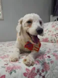 Toy