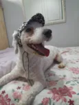 Toy