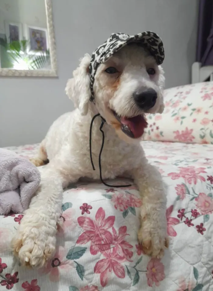 Cachorro ra a Poodle idade 2 anos nome Toy