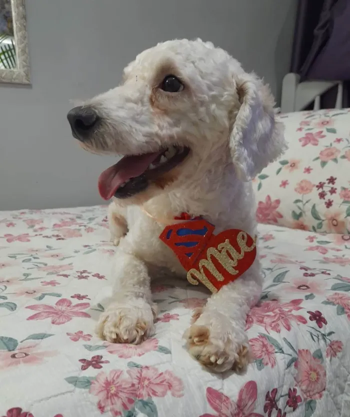 Cachorro ra a Poodle idade 2 anos nome Toy