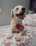 Toy