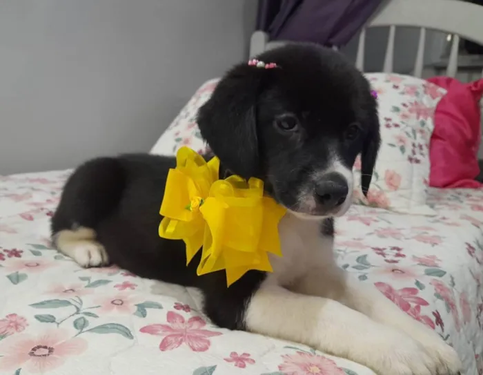 Cachorro ra a SRD idade 2 a 6 meses nome Filhotes 60 dias