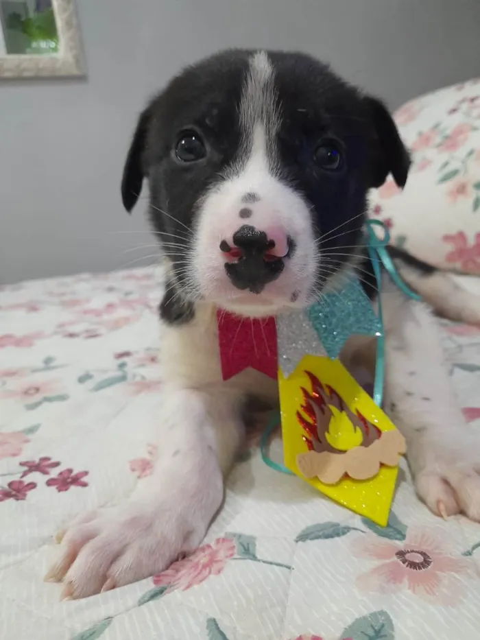Cachorro ra a SRD idade 2 a 6 meses nome Filhotes 60 dias