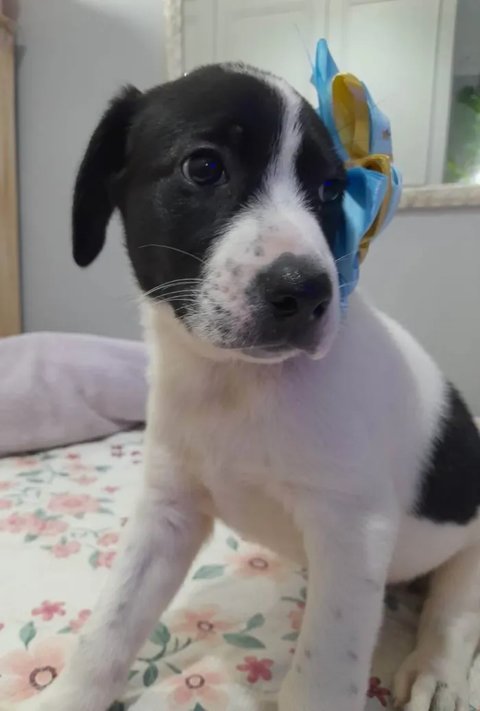 Cachorro ra a SRD idade 2 a 6 meses nome Filhotes 60 dias
