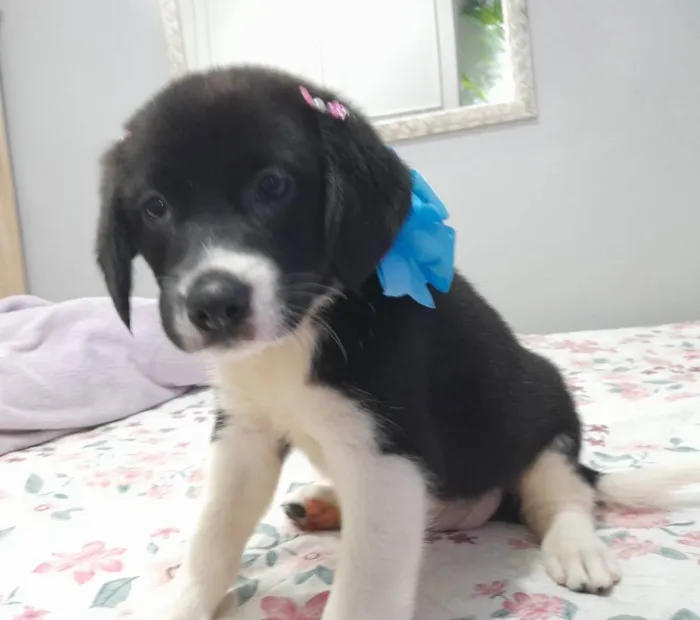 Cachorro ra a SRD idade 2 a 6 meses nome Filhotes 60 dias