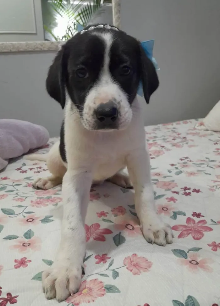 Cachorro ra a SRD idade 2 a 6 meses nome Filhotes 60 dias