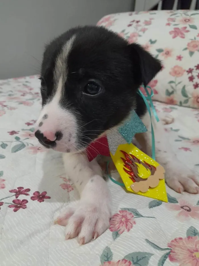 Cachorro ra a SRD idade 2 a 6 meses nome Filhotes 60 dias