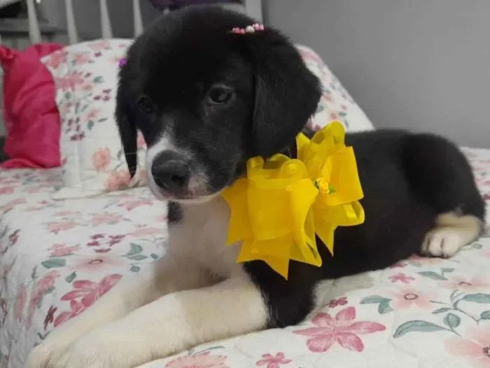 Cachorro ra a SRD idade 2 a 6 meses nome Filhotes 60 dias