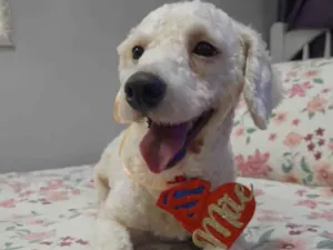 Cachorro raça Poodle idade 2 anos nome Toy