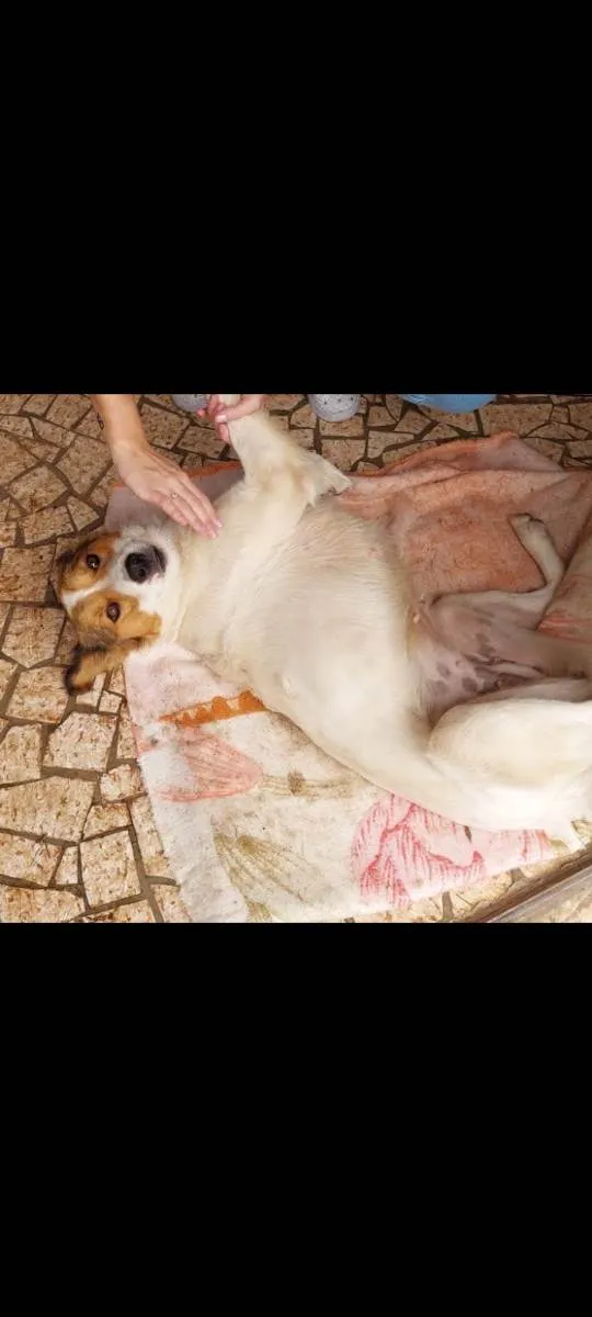 Cachorro ra a Viralata idade 2 anos nome Picurruxa 