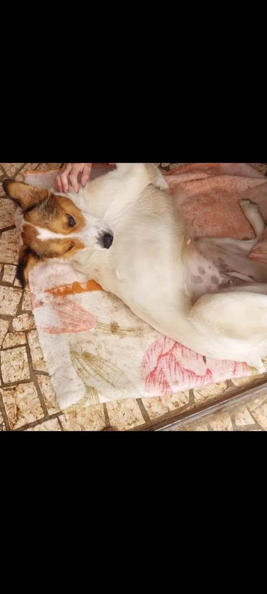 Cachorro ra a Viralata idade 2 anos nome Picurruxa 