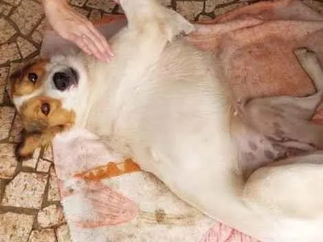 Cachorro ra a Viralata idade 2 anos nome Picurruxa 