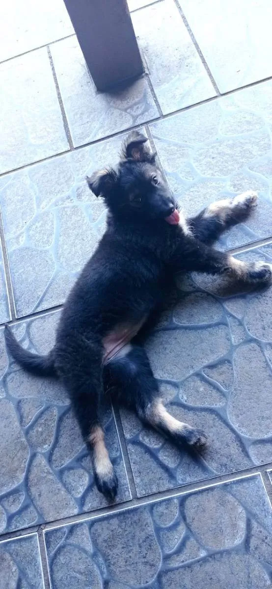 Cachorro ra a Bodie coller idade 2 a 6 meses nome Lady Rosinha 