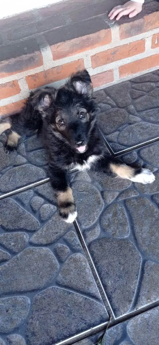 Cachorro ra a Bodie coller idade 2 a 6 meses nome Lady Rosinha 