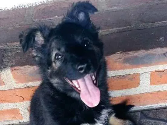 Cachorro ra a Bodie coller idade 2 a 6 meses nome Lady Rosinha 