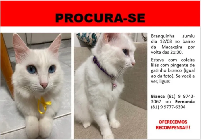 Gato ra a Srd  idade 3 anos nome Branquinha 
